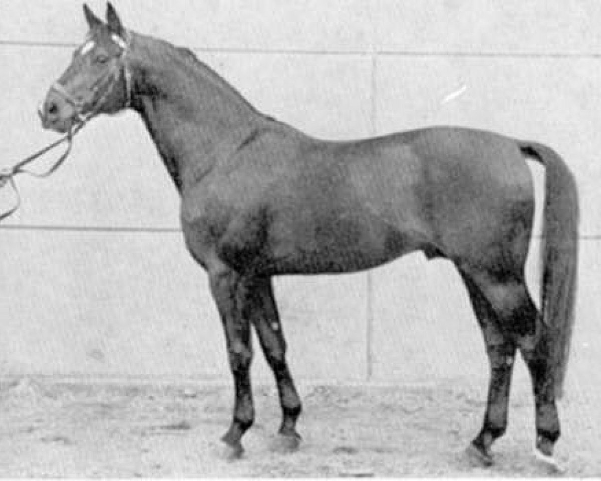 stallion Schöner Abend (Trakehner, 1958, from Abendstern 3972)