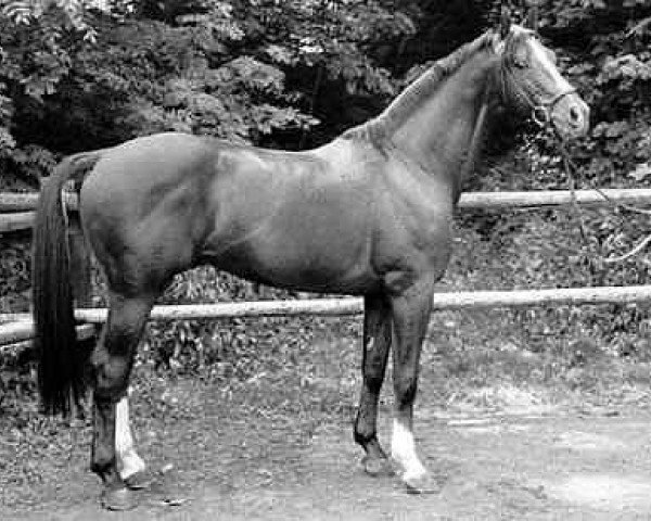 stallion Kassiber (Trakehner, 1971, from Ibikus)