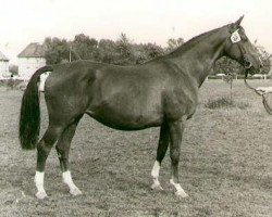 Zuchtstute Kassiopeia (Trakehner, 1959, von Impuls)