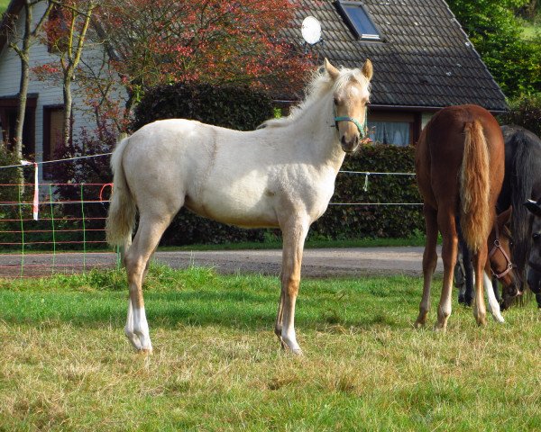 dressage horse Dàmour (German Riding Pony, 2021, from D-Gold AT NRW)