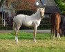 dressage horse Dàmour (German Riding Pony, 2021, from D-Gold AT NRW)