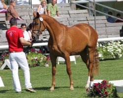 broodmare Baccara 168 (Westphalian, 2009, from Bestseller)