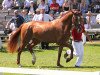 broodmare Filona (Westphalian, 2009, from Florianus)