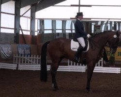 dressage horse Chopard 12 (Hanoverian, 2004, from Colambo)