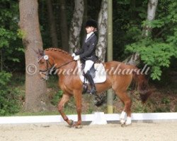 dressage horse Vois (German Riding Pony, 2000, from Vitano)