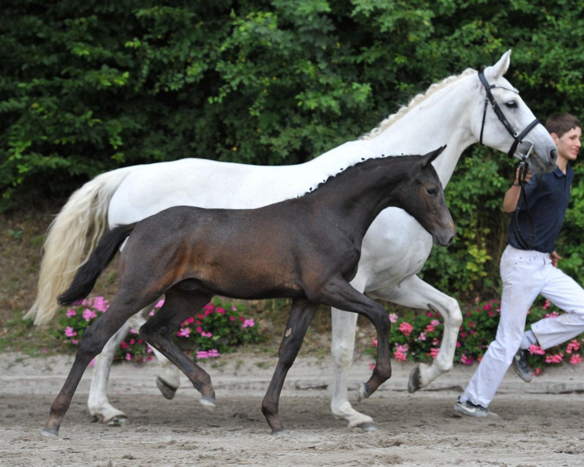 jumper Dollar's Diamond (Bavarian, 2012, from Dollar D'Or Sb)