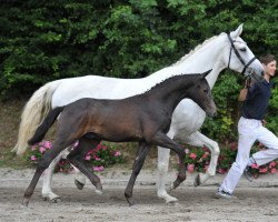 Springpferd Dollar's Diamond (Bayer, 2012, von Dollar D'Or Sb)