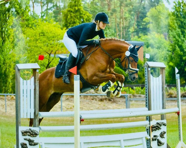 jumper Quickstep 68 (German Riding Pony, 2012, from Quaterback's Junior)