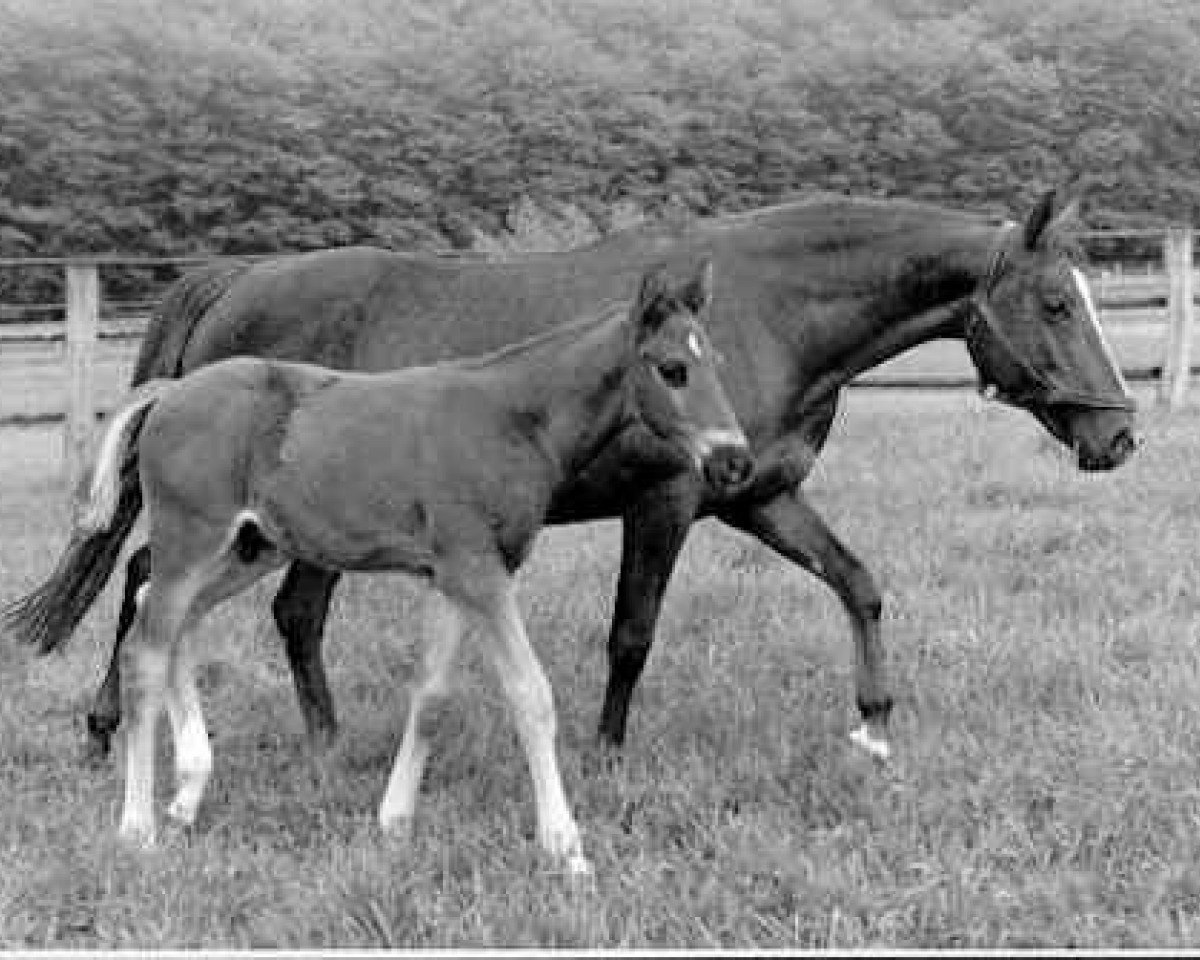 broodmare Kassandra (Trakehner, 1947, from Sporn 4266)