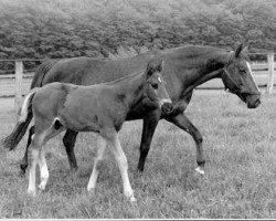 Zuchtstute Kassandra (Trakehner, 1947, von Sporn)