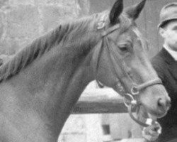 broodmare Kaprice (Trakehner, 1965, from Impuls)