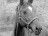 horse Karben (Trakehner, 1974, from Ibikus)