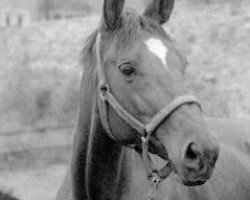 broodmare Karben (Trakehner, 1974, from Ibikus)