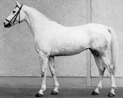 broodmare Fawiza (Trakehner, 1963, from Maharadscha)