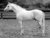 stallion Falke (Trakehner, 1976, from Grimsel)