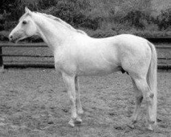 stallion Falke (Trakehner, 1976, from Grimsel)