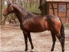 Pferd Mahagoni (Trakehner, 1974, von Pasteur xx)