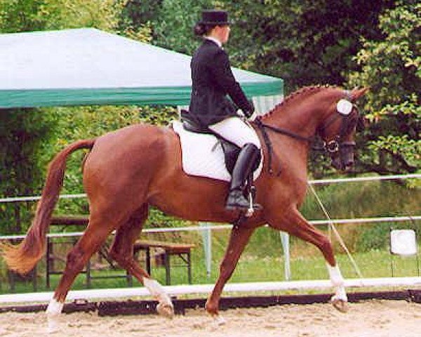 broodmare Vis-a-Vis (Trakehner, 2000, from Kostolany)