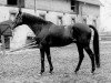 Pferd Pasteur xx (Englisches Vollblut, 1963, von Bürgermeister xx)