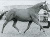 horse Griseldis (Trakehner, 1964, from Pindar xx)
