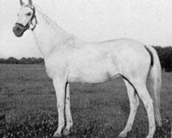 broodmare Kassette (Trakehner, 1937, from Harun Al Raschid)