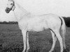 broodmare Kassette (Trakehner, 1937, from Harun Al Raschid)