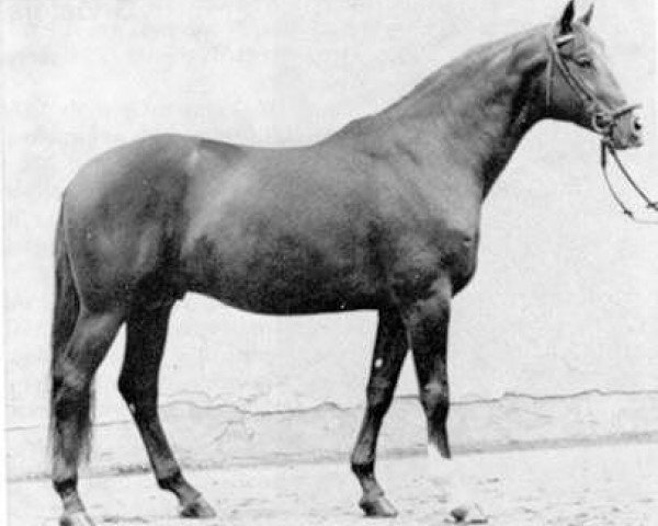 stallion Grimsel (Trakehner, 1970, from Kassio)