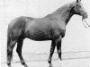 stallion Grimsel (Trakehner, 1970, from Kassio)