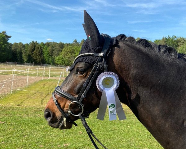 dressage horse Beachboy 5 (Little German Riding Horse, 2013, from Baumann)