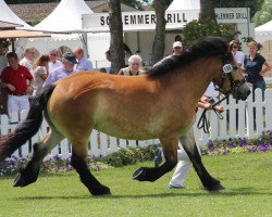 broodmare Wiola (Rhenish-German Cold-Blood, 2009, from Weil's Bosen)