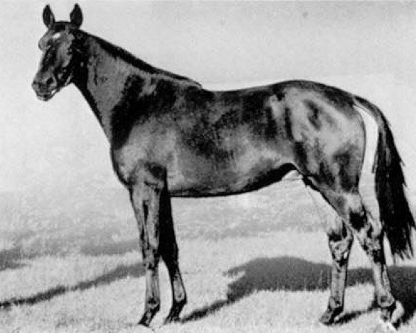 stallion Amagun (Trakehner, 1968, from Gunnar DH 185)