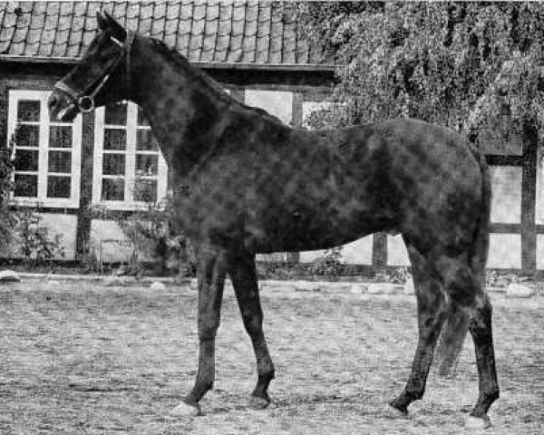 stallion Virgil (Trakehner, 1972, from Amagun)