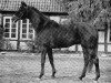stallion Virgil (Trakehner, 1972, from Amagun)
