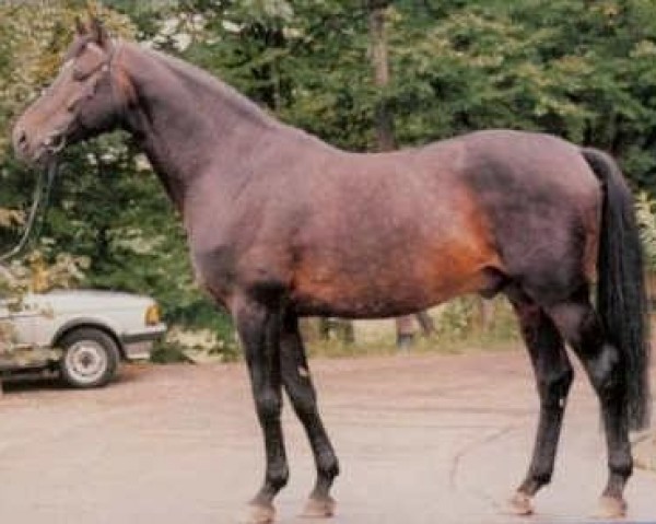 stallion Leonardo (Trakehner, 1976, from Virgil)