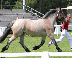 broodmare Marlene (Rhenish-German Cold-Blood, 2009, from Marquis)