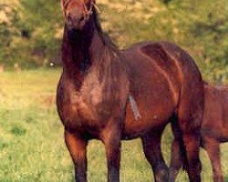 broodmare Violet (Trakehner, 1995, from Honeur)