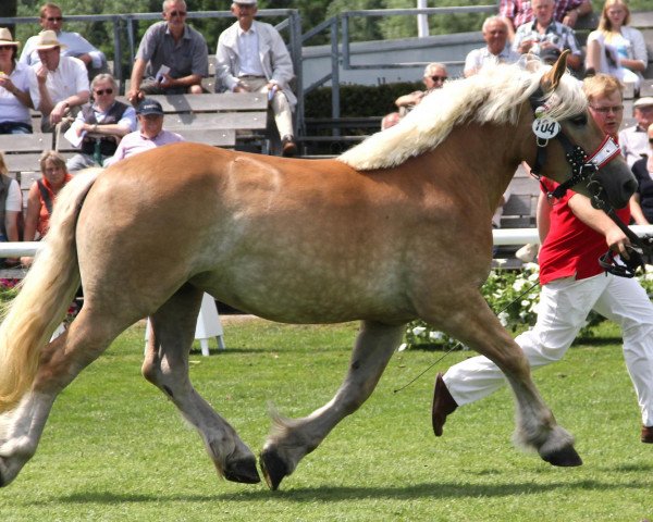 horse Haylee (Rhenish-German Cold-Blood, 2009, from Helmut)