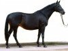 broodmare Vicenza (Trakehner, 1999, from Showmaster)