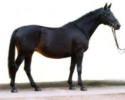 Zuchtstute Vicenza (Trakehner, 1999, von Showmaster)