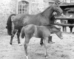 Zuchtstute Viktoria II (Trakehner, 1966, von Impuls)