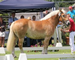 broodmare Hanna (Rhenish-German Cold-Blood, 2009, from Helmut)