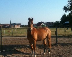 Pferd Balou (Polnisches Warmblut, 1990)