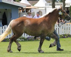 broodmare Helena (Rhenish-German Cold-Blood, 2009, from Helmut)