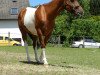 dressage horse Fleetwood 35 (unknown, 2005, from Hank Full Of Cash)