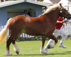 broodmare Hedda (Rhenish-German Cold-Blood, 2009, from Hartmut)