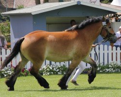 broodmare Gamma (Rhenish-German Cold-Blood, 2009, from Gunder)