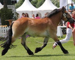 broodmare Findra (Rhenish-German Cold-Blood, 2009, from Franziskus)