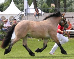 broodmare Elfi (Rhenish-German Cold-Blood, 2009, from Enzo)