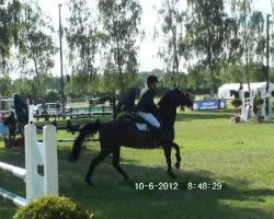 jumper For Candy (Hanoverian, 2003, from For Keeps)