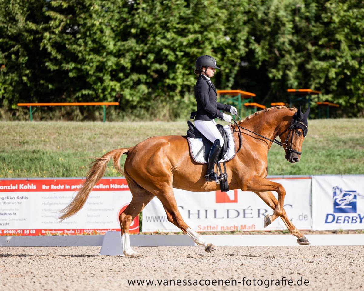 Dressurpferd Foundation's Bella Rose (Oldenburger, 2018, von Foundation 2)